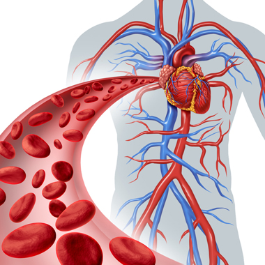 Blood heart circulation health symbol with red cells flowing through three dimensional veins from the human circulatory system representing a medical health care icon of cardiology and cardiovascular fitness on a white background.